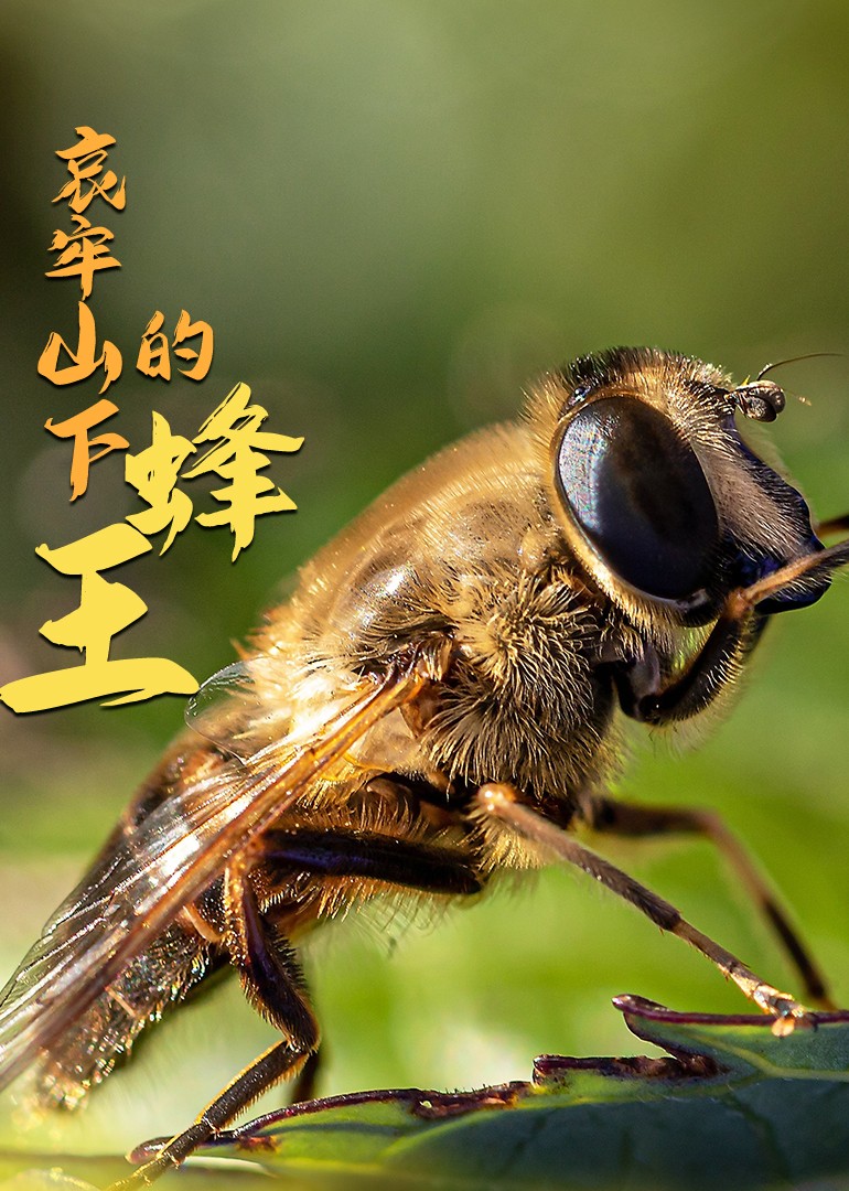 哀牢山下的蜂王封面图